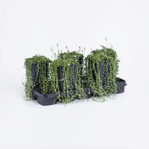 Senecio-rowleyanus-14εκ.