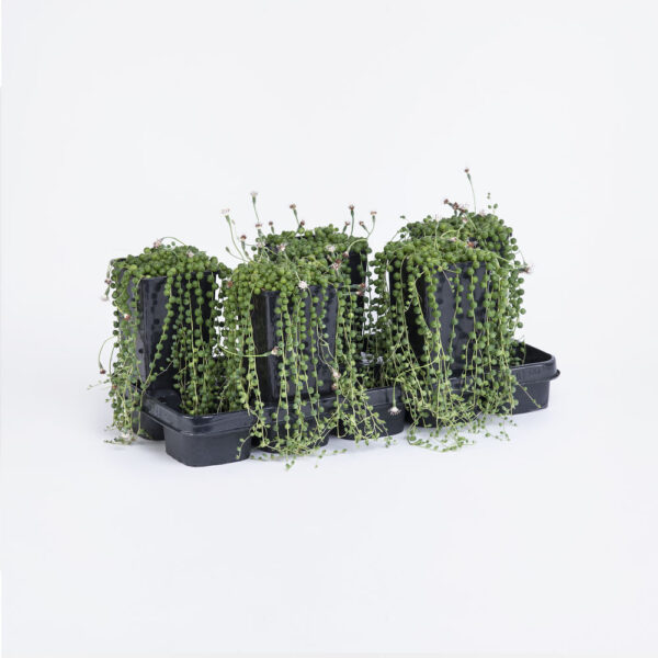 Senecio-rowleyanus-14εκ.