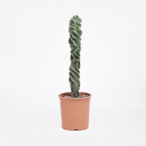 Cereus-spiralis-21εκ