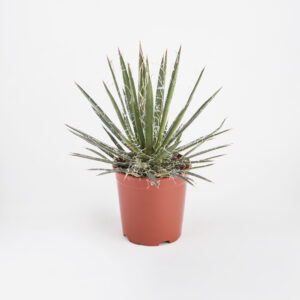 43) Agave-filifera-17-εκ