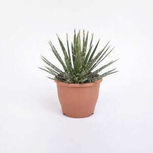 Agave-filifera-21εκ