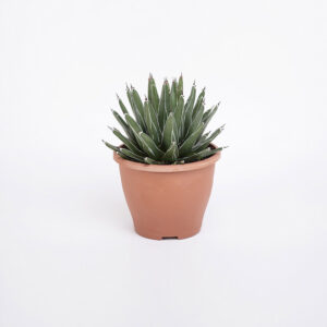 46) Agave-victoriae-reginae-24εκ
