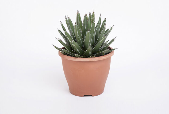 46) Agave-victoriae-reginae-24εκ