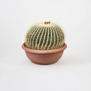 48) Echinocactus-grusonii