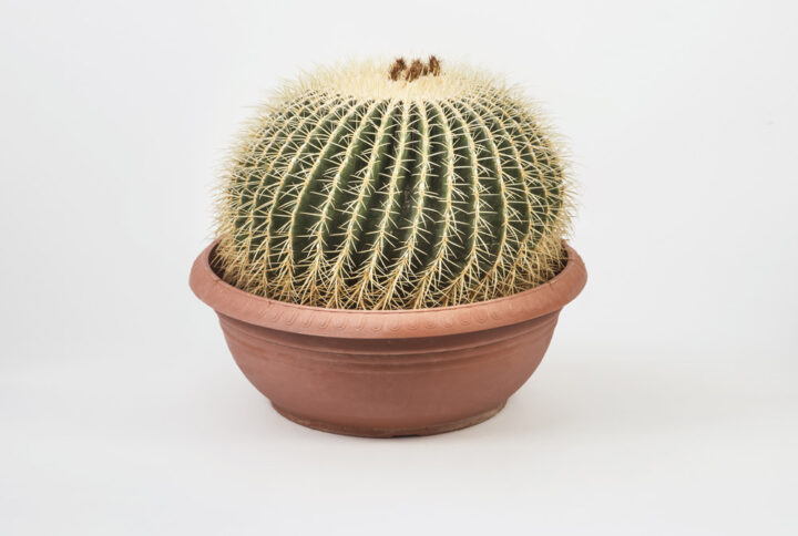 48) Echinocactus-grusonii