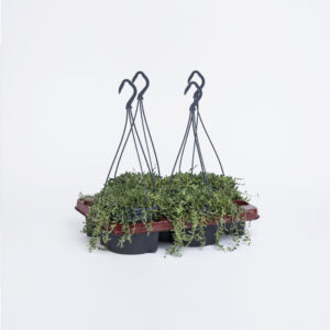 Senecio-herreianus-14εκ