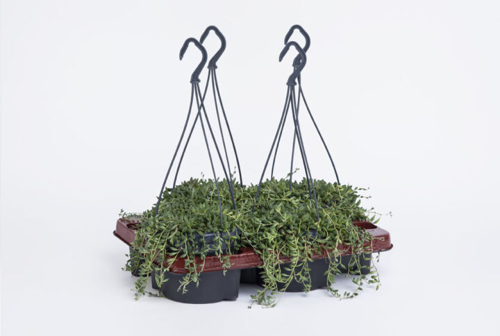 Senecio-herreianus-14εκ