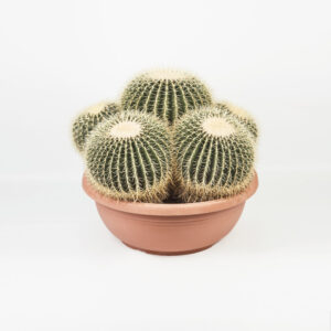 50) Echinocactus-grusonii-group