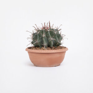 51) Ferocactus-horridus-25εκ