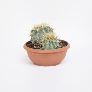 52) Ferocactus-glauscens-25εκ