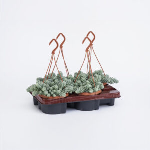 Sedum-burrito-14εκ