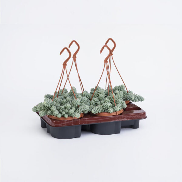 Sedum-burrito-14εκ