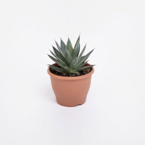 Agave-shaka-zulu-21εκ