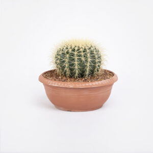 Echinocactus-grusoni-25εκ