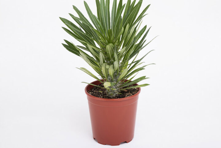 Pachypodium-lamerei-17εκ