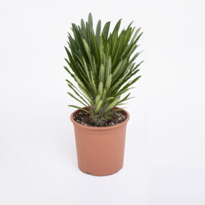 Pachypodium-lamerei-21εκ